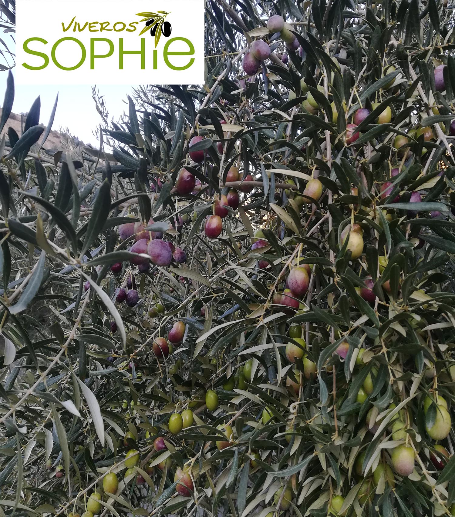 Variedad de olivo PICUAL  DE  ALMERÍA